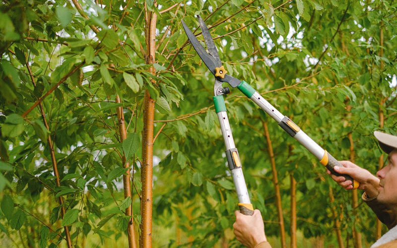 Tree trimming in Chesaning, MI