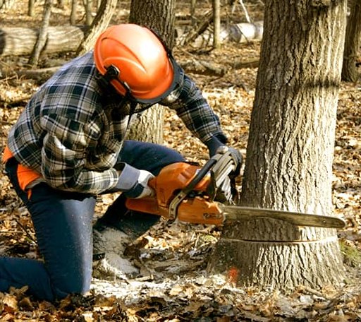Tree Removal in Chesaning, MI